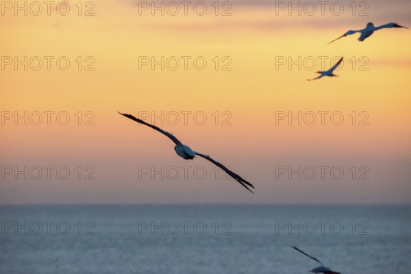 Several gannets (Morus bassanus) (synonym: Sula bassana) flying, soaring elegantly with outstretched wings, hovering in a peaceful dusk over the blue sea, horizon, silhouettes, orange and golden dusk, calm waters of the North Sea, while the sky glows in pastel colours at sunset, Lummenfelsen, North Sea island of Helgoland, Schleswig-Holstein, Germany