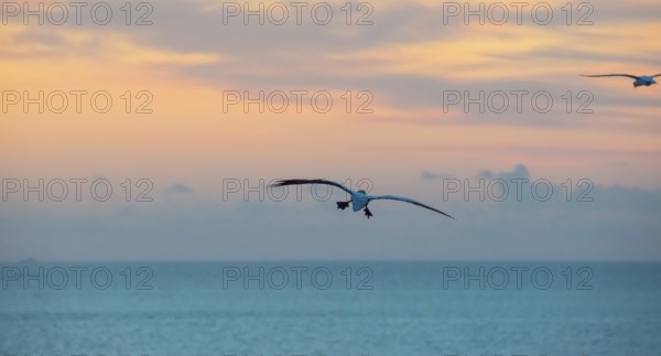 A gannet (Morus bassanus) (synonym: Sula bassana) flies, sails with outstretched wings towards the horizon, below him calm blue sea, dusk, water of the North Sea, while the sky glows in pastel colours at sunset, feet with webbed feet stretched out to brake, Lummenfelsen, North Sea island Helgoland, Schleswig-Holstein, Germany
