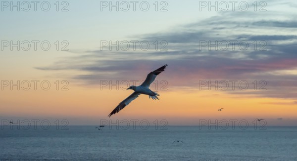 A gannet (Morus bassanus) (synonym: Sula bassana) flies, sails elegantly with outstretched wings, hovers alone in a peaceful dusk over the sea, horizon, blue, shadow, dusk, calm waters of the North Sea, while the sky glows in pastel shades at sunset, Lummenfelsen, North Sea island of Helgoland, Schleswig-Holstein, Germany