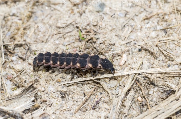 Common glow-worm (Lampyris noctiluca), female crawls, creeps, during the day over sandy, dry, barren soil with plant remains, bioluminescence, natural spectacle, inconspicuous, strange, ugly, Lüneburg Heath, Lower Saxony, Germany