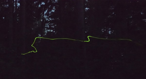 Glow in the dark forest at night, false firefly, firefly or St John's worm (Lamprohiza splendidula), male, long exposure, motion, motion blur, glow, bioluminescence, natural spectacle in June, glowing line creating a mysterious, magical atmosphere, eerie, fascinating, beautiful, romantic, Lüneburg Heath, Lower Saxony, Germany