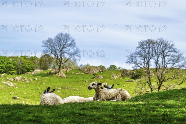 Sheep and farm in Lake District National Park, Coniston Water, Cumbria, England, United Kingdom