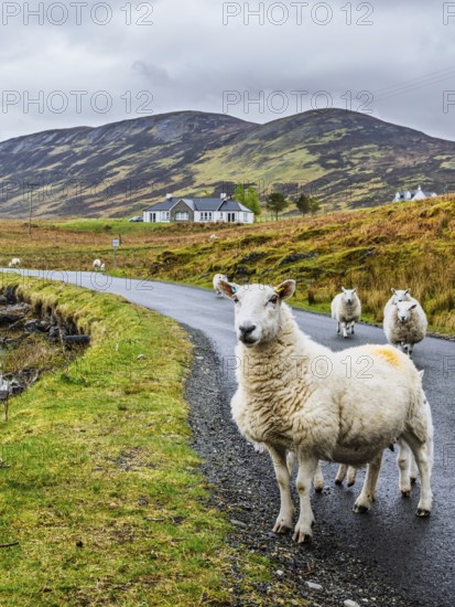 Sheep and farms on Isle of Sky, Scotland, UK