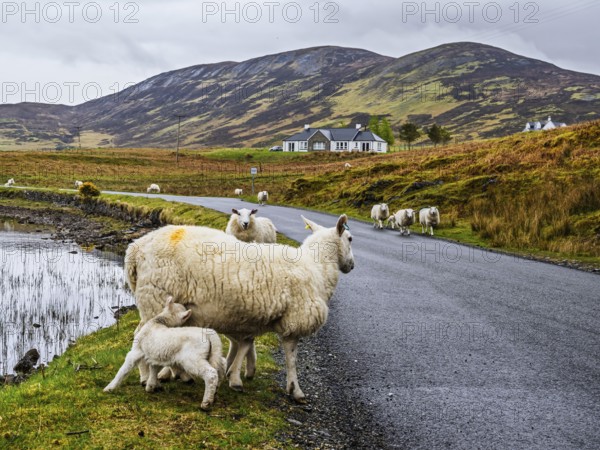 Sheep and farms on Isle of Sky, Scotland, UK