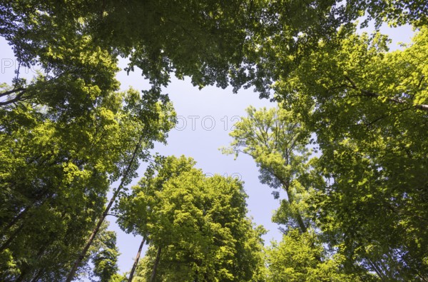 Deciduous forest, deciduous trees, frog perspective, summer, place of pilgrimage, Altötting, Upper Bavaria, Bavaria, Germany
