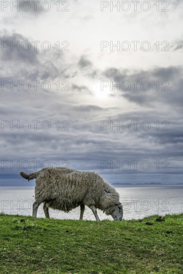 Sheeps on farms over Neist Point Lighthouse, Isle of Skye, Scotland, UK