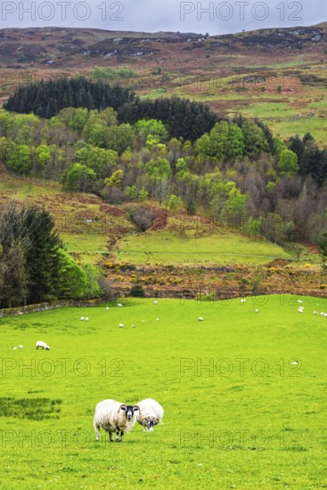 Sheeps on farms in West Highlands Farms, Scotland, UK