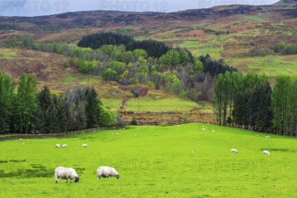 Sheeps on farms in West Highlands Farms, Scotland, UK