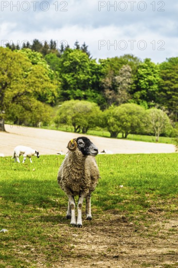 Sheeps on farms over Ullswater Lake, Lake District National Park, Cumbria, England, United Kingdom