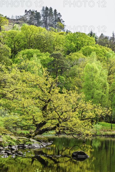 Rydal Water, Rydal, Ambleside, Lake District, Westmorland, Cumbria, England, United Kingdom