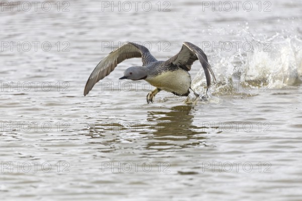 Red-throated diver (Gavia stellata) taking off on the water, Aventdalen, Longyearbyen, Spitsbergen, Svalbard