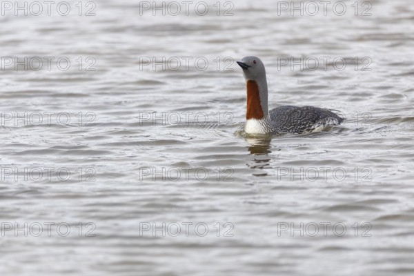 Star diver (Gavia stellata) swimming on the water, Aventdalen, Longyearbyen, Spitsbergen, Svalbard