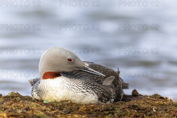 Red-throated diver (Gavia stellata) breeding on the nest, Aventdalen, Longyearbyen, Spitsbergen, Svalbard