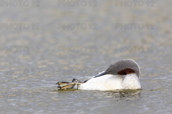 Red-throated diver (Gavia stellata) Feather care on the water, Aventdalen, Longyearbyen, Spitsbergen, Svalbard