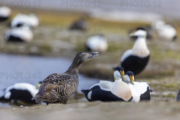 Eider duck (Somateria mollissima), hen with drake during mating behaviour, duck birds (Anatidae), Aventdalen, Longyearbyen, Spitsbergen, Svalbard