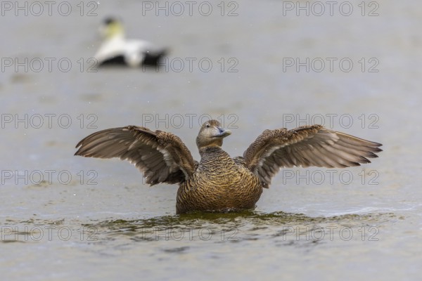 Eider duck (Somateria mollissima), hen grooming her feathers, duck birds (Anatidae), Aventdalen, Longyearbyen, Spitsbergen, Svalbard