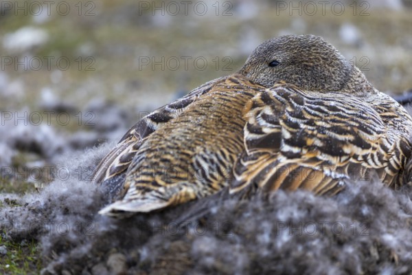 Eider duck (Somateria mollissima), hen brooding on the nest, duck birds (Anatidae), Aventdalen, Longyearbyen, Spitsbergen, Svalbard