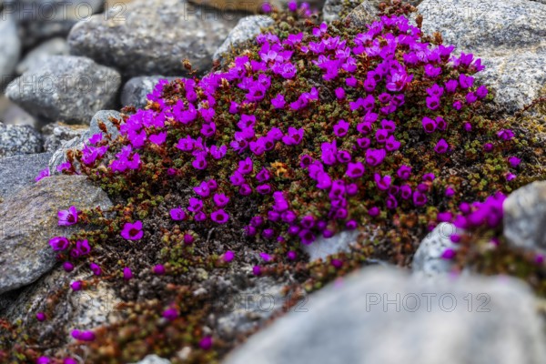 Red saxifrage (Saxifraga oppositifolia), saxifrage family (Saxifragaceae), Jotunkjeldene, Spitsbergen, Svalbard