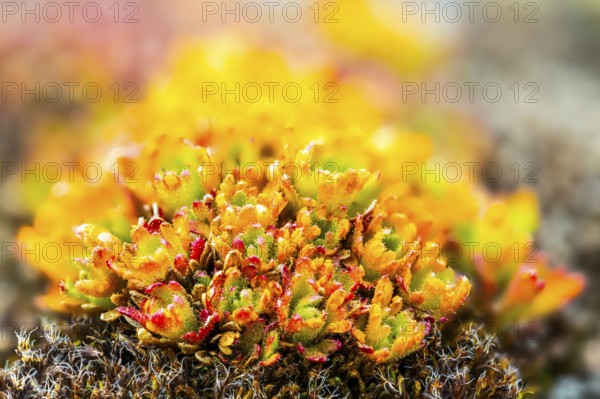 Draba, Brassiacaceae, Spitsbergen, Svalbard
