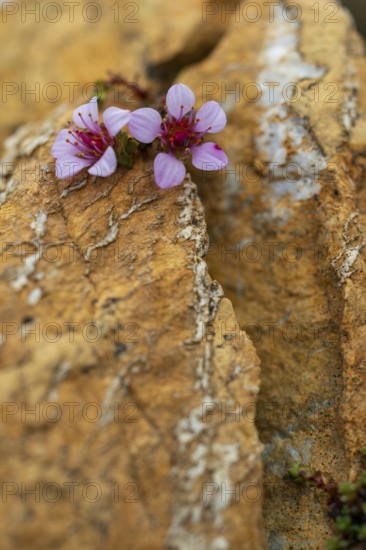 Red saxifrage (Saxifraga oppositifolia), saxifrage family (Saxifragaceae), Jotunkjeldene, Spitsbergen, Svalbard