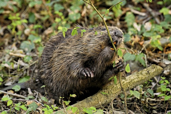 Eurasian beaver, European beaver (Castor fibre), eating leaves on the bank of a stream, Canton Zug, Switzerland