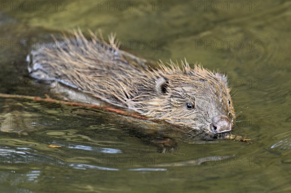 Eurasian beaver, European beaver (Castor fibre), swimming in a stream with a branch in its mouth, Canton Zug, Switzerland