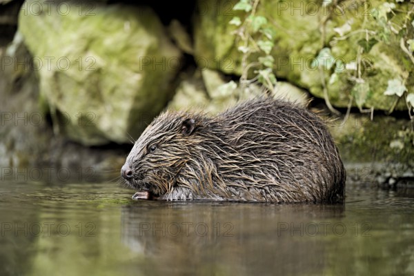 Eurasian beaver, European beaver (Castor fibre), eating grass in the water, Canton Zug, Switzerland