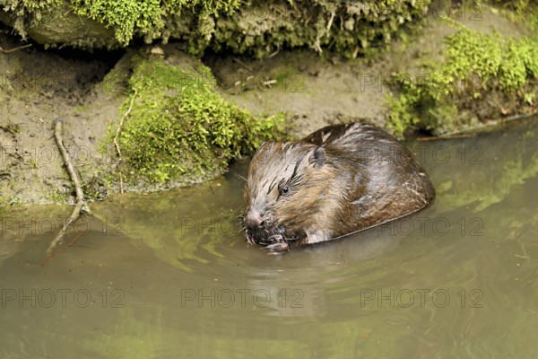 Eurasian beaver, European beaver (Castor fibre), feeding in the water, Canton Zug, Switzerland
