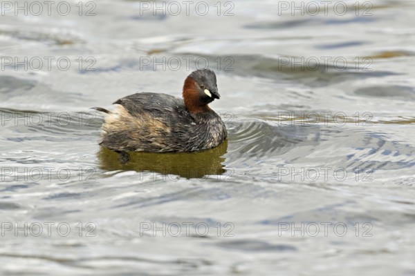 Red-breasted merganser (Mergellus albellus), adult swimming, Flachsee nature reserve, Canton Aargau, Switzerland