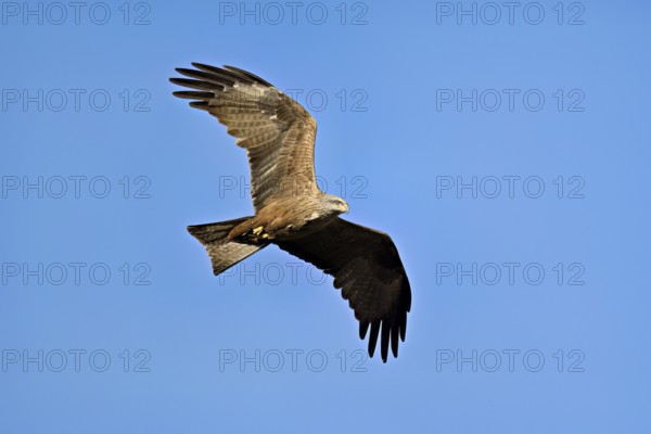 Black Kite (Milvus migrans), in flight, lower view, Flachsee nature reserve, Freiamt, Canton Aargau, Switzerland