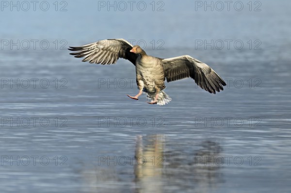 Greylag goose (Anser anser), approaching the water, Flachsee, Canton Aargau, Switzerland