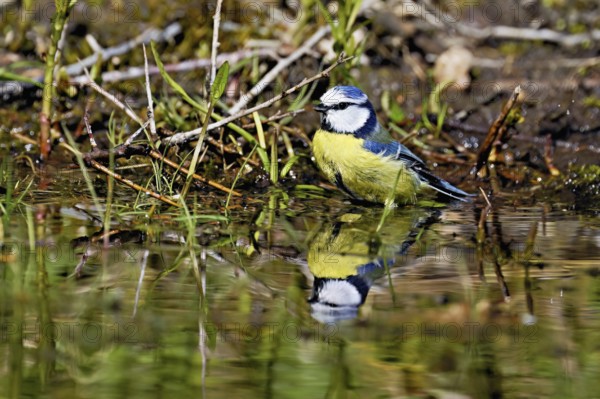 Blue tit (Cyanistes caeruleus) bathing in the shallow water of a stream, Flachsee nature reserve, Freiamt, Canton Aargau, Switzerland