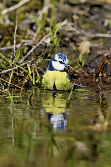 Blue tit (Cyanistes caeruleus) bathing in the shallow water of a stream, Flachsee nature reserve, Freiamt, Canton Aargau, Switzerland