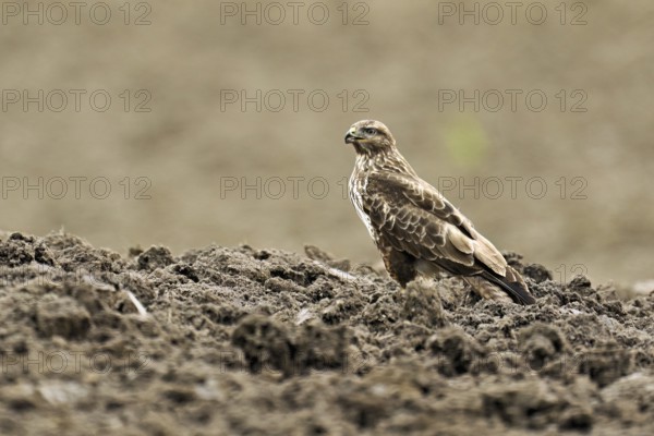 Common buzzard (Buteo buteo), standing in a field, Flachsee nature reserve, Freiamt, Canton Aargau, Switzerland
