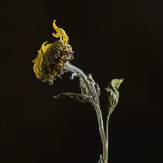 A dried sunflower stands elegantly with its withered petals and textured stem, capturing the beauty of decay against a stark black backdrop. The contrast highlights its unique features