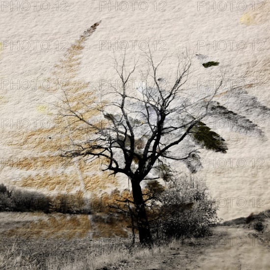 A lone tree rises amid a barren winter landscape in Auvergne, France. The stark branches create a contrast against the muted tones of the season, evoking a sense of tranquility