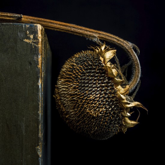 A dried sunflower with dark seeds and brown petals leans against a weathered surface. The contrast with the black background emphasizes the beauty of its withering state