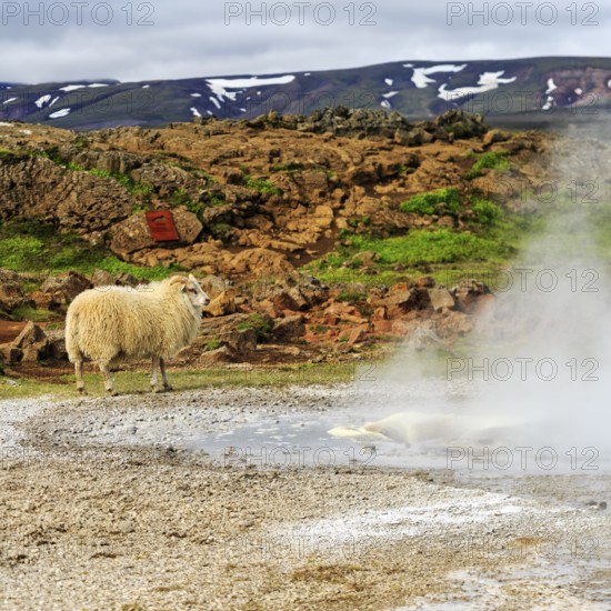 Free-range sheep, sulphur vapour, Hveravellir geothermal area, Icelandic highlands, Suðurland, Sudurland, Iceland