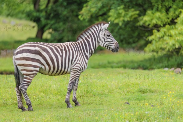 A Grant's zebra (Equus quagga boehmi) stands in a green meadow. Kenya