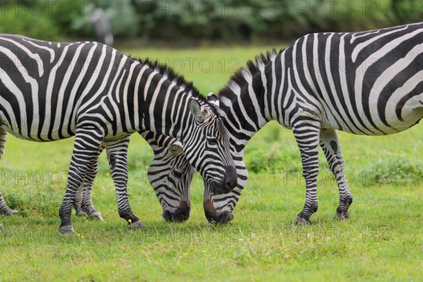 Three Grant's zebras (Equus quagga boehmi) graze head to head in a green meadow. Kenya