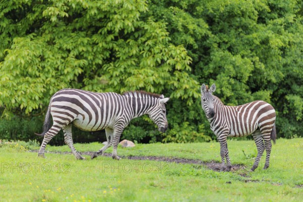 Two Grant's zebras (Equus quagga boehmi) walk across a green meadow. Kenya