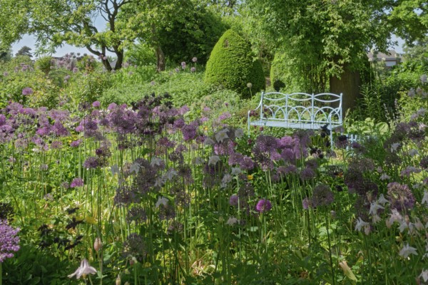 Allium blossom in the district educational garden, Burgsteinfurt, Münsterland, North Rhine-Westphalia, Germany