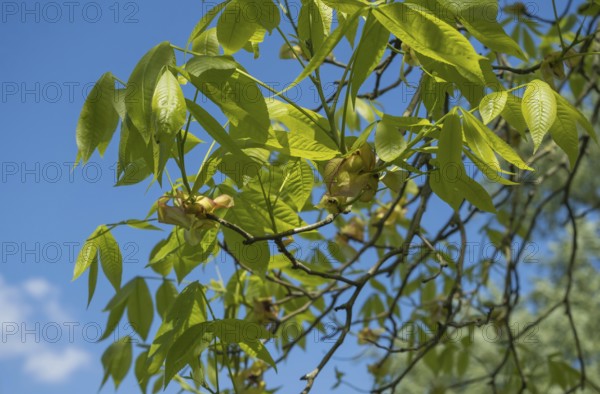 Scaly bark hickory (Carya ovata), flowers, Münsterland, North Rhine-Westphalia, Germany