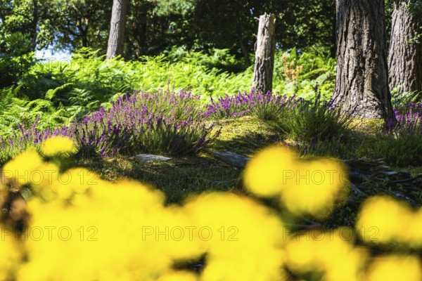Heather on Brownsea Island, Poole, Dorset, England, United Kingdom