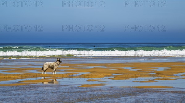 Dog on Contis beach, Saint Julien en Born, Saint-Julien-en-Born, Landes, France