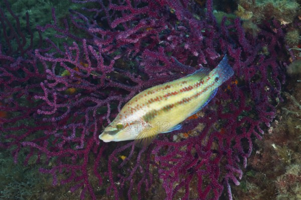Peacock wrasse (Symphodus tinca) swimming in front of a bright purple Violescent sea-whip (Paramuricea clavata) in an exotic underwater world in the Mediterranean Sea near Hyères, dive site Giens Peninsula, Provence Alpes Côte d'Azur, France