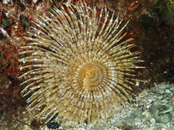 Beige screw scabbard (Sabella spallanzanii) in radial pattern on the seabed in the Mediterranean Sea near Hyères, dive site Giens Peninsula, Provence Alpes Côte d'Azur, France