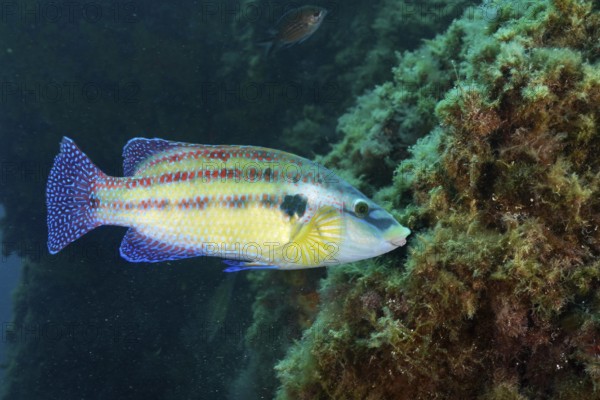 Fish with blue and yellow scales, peacock wrasse (Symphodus tinca), swimming near aquatic plants in a clear underwater environment in the Mediterranean Sea near Hyères, dive site Giens Peninsula, Provence Alpes Côte d'Azur, France