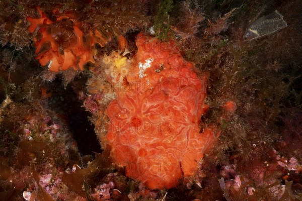 Bright orange Orange upholstery sponge (Reniera fulva) underwater among diverse marine life and plants in the Mediterranean Sea near Hyères, dive site Giens Peninsula, Provence Alpes Côte d'Azur, France