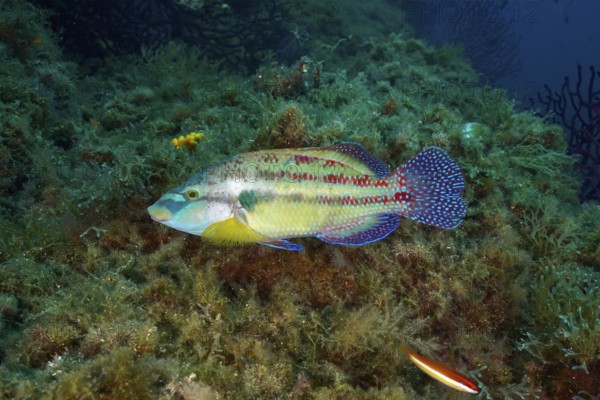 Colourful peacock wrasse (Symphodus tinca) with patterned scales swimming over a densely overgrown reef in the Mediterranean Sea near Hyères, dive site Giens Peninsula, Provence Alpes Côte d'Azur, France